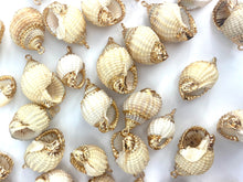 Mother Of Pearl Seashells, Sku#M669